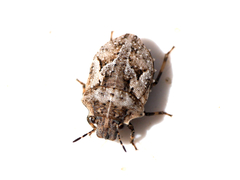 Phimodera humeralis