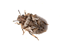 Phimodera humeralis