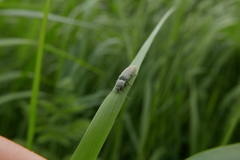 Synaptus filiformis