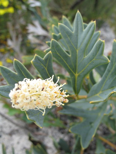 Subspecies Grevillea synapheae pachyphylla · iNaturalist