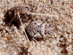 Phimodera humeralis