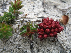 Darwinia sanguinea