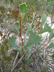 Hakea flabellifolia
