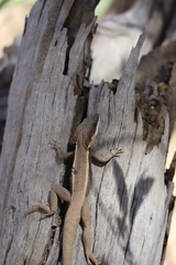 Amphibolurus centralis