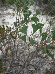 Hakea flabellifolia