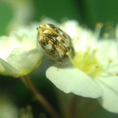 Anthrenus picturatus