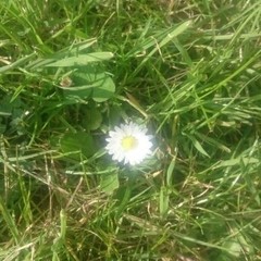 Bellis perennis