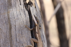 Amphibolurus centralis