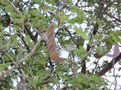 Albizia forbesii