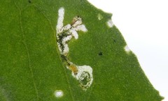 Ceutorhynchus contractus