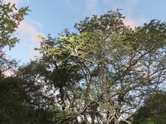 Albizia forbesii