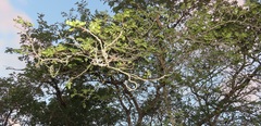 Albizia forbesii