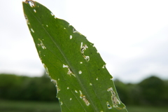 Ceutorhynchus contractus