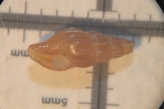 Bela