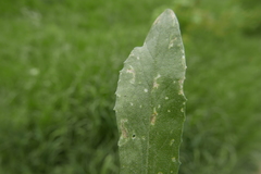 Ceutorhynchus contractus