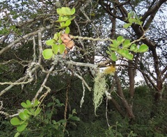 Albizia forbesii