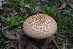 Amanita ochrophylloides