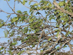 Albizia forbesii