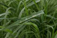 Ceutorhynchus contractus