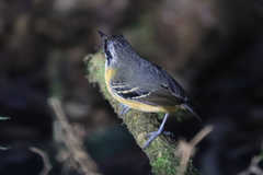 Myrmoborus myotherinus