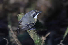 Myrmoborus myotherinus