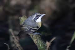Myrmoborus myotherinus