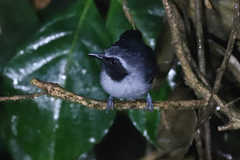 Myrmoborus myotherinus