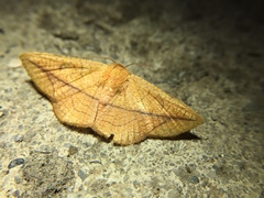 Sonagara strigipennis