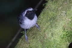 Myrmoborus myotherinus