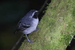 Myrmoborus myotherinus