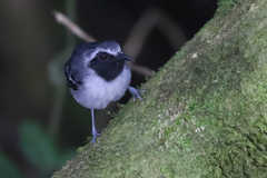 Myrmoborus myotherinus