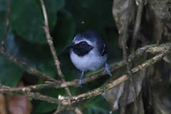Myrmoborus myotherinus