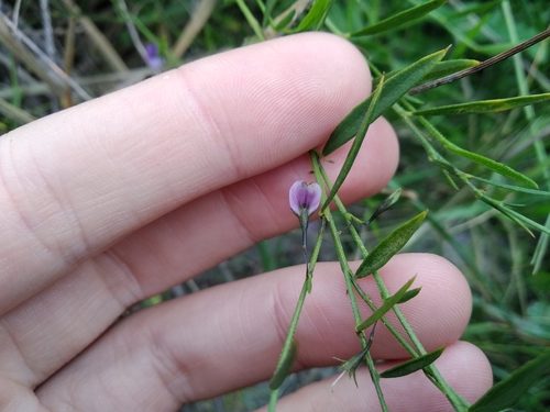 Image of Psoralea laxa by (c) De Waal Hugo, some rights reserved (CC BY)
