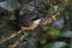 Myrmoborus myotherinus