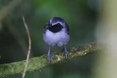 Myrmoborus myotherinus
