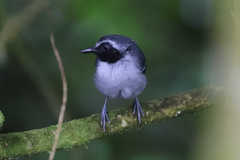 Myrmoborus myotherinus
