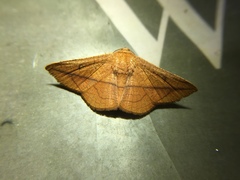 Sonagara strigipennis