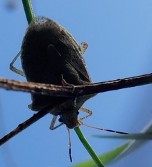 Euschistus variolarius