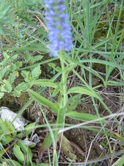 Veronica barrelieri