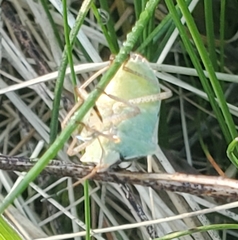 Euschistus variolarius