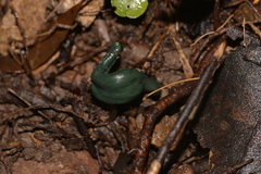 Microglossum nudipes