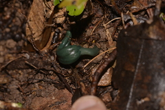 Microglossum nudipes