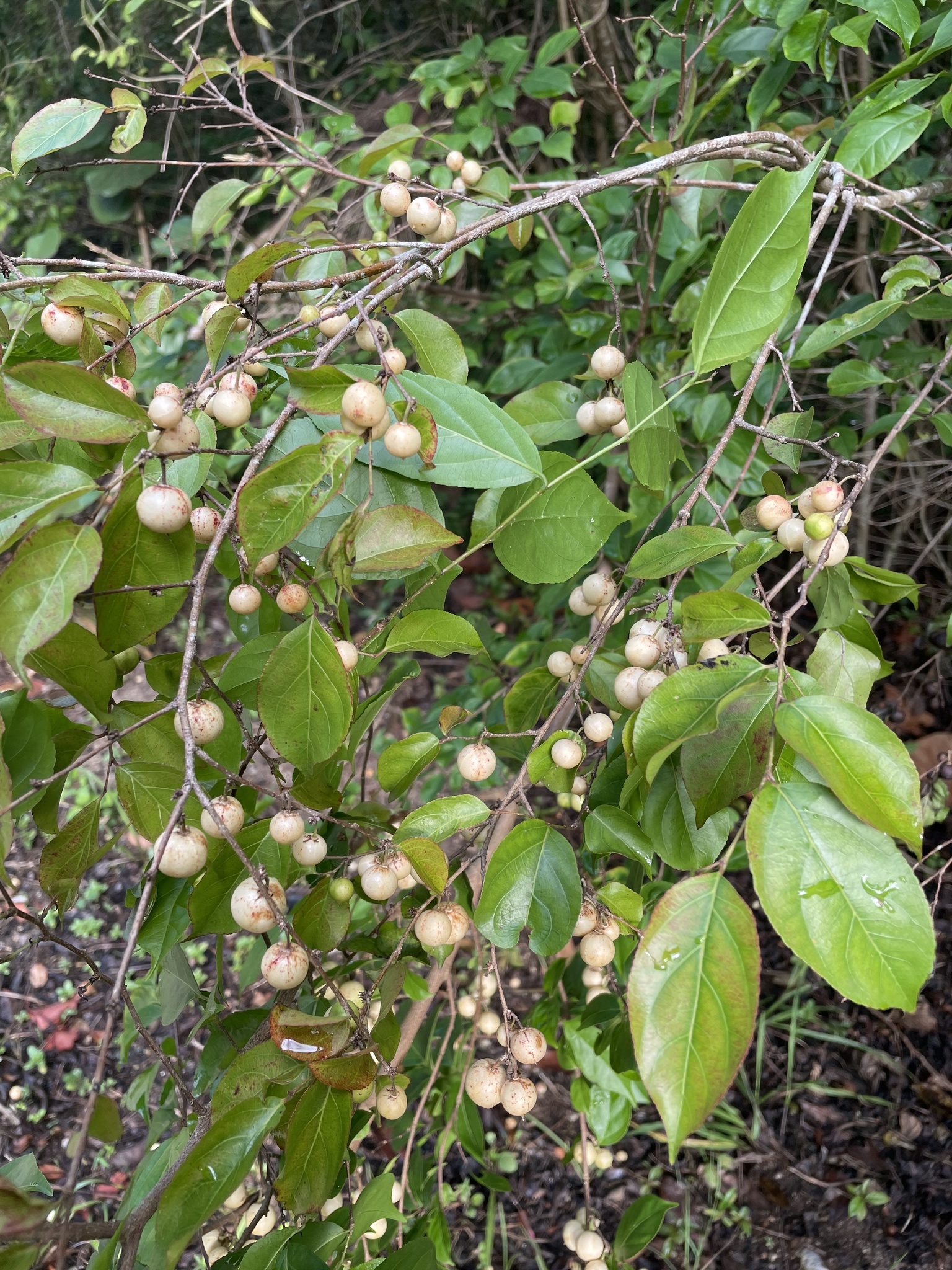 Casearia decandra