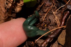 Microglossum nudipes