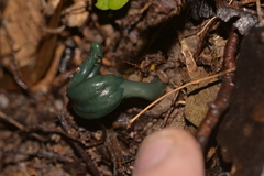 Microglossum nudipes