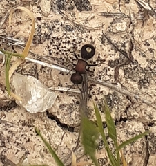Sigilla dorsata
