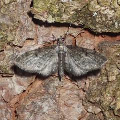 Eupithecia lariciata