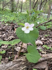 Viola canadensis