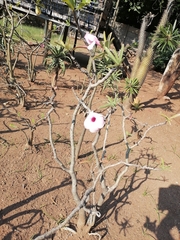 Adenium