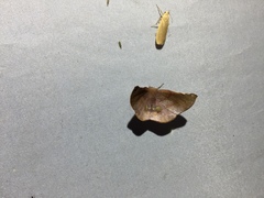 Garaeus apicata